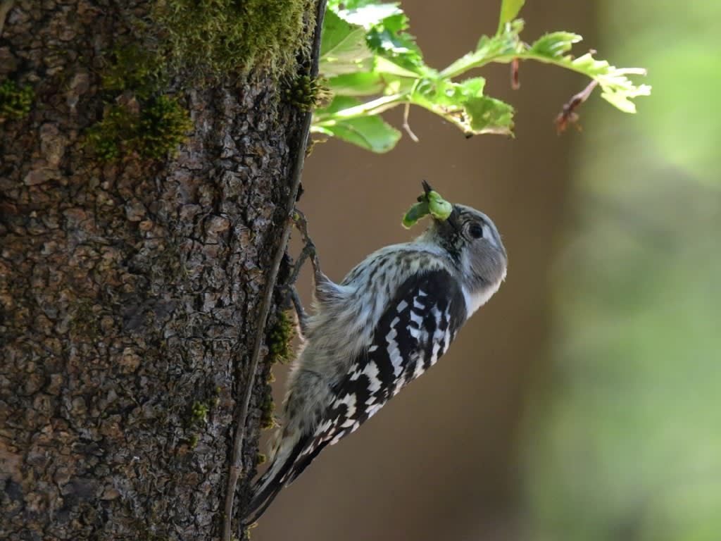 キツツキ科 のブログ記事一覧 新潟の野鳥 フィールドノート
