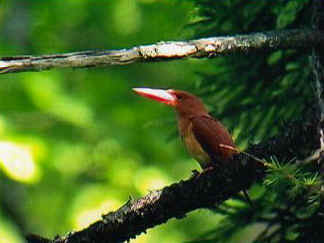 アカショウビン 赤翡翠 鳥 鳥 鳥