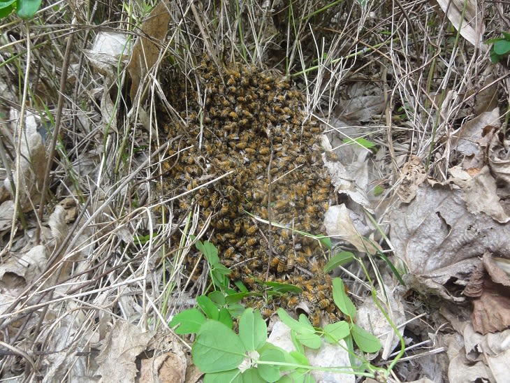 地面に蜂球を作った西洋ミツバチ分封群 気ままにかしまライフ