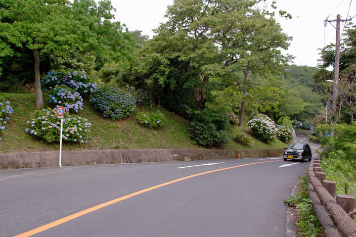高塔山公園の紫陽花 北九州市若松区 九州神社紀行 ブログ