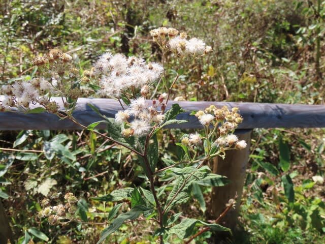 高ボッチ高原・鉢伏山で最近見る事の出来る実・種　ゴマナ（胡麻菜）