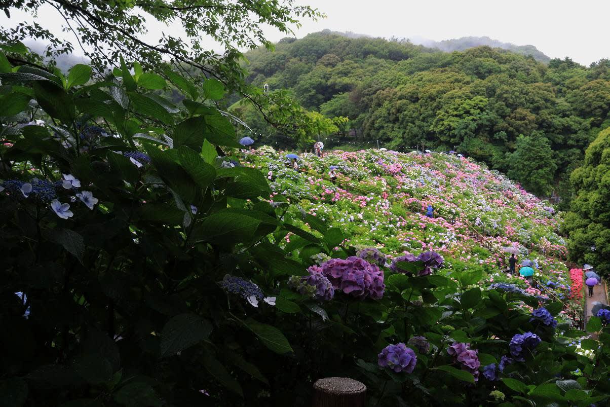 形原あじさいの里の画像