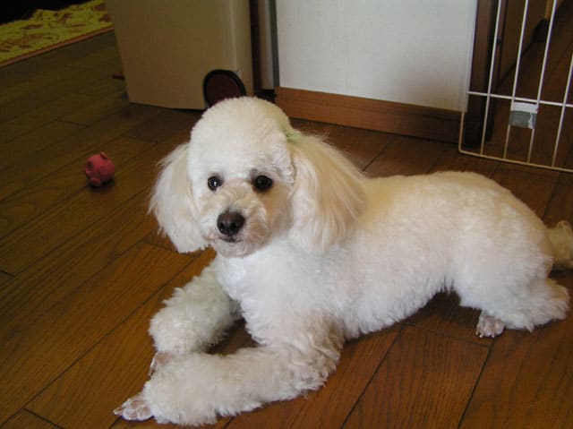 ホワイトテディベアになってきた I Love Poodle トイプードル バニラの日記 ホワイトテディベアになってきた I Love Poodle トイプードル バニラの日記