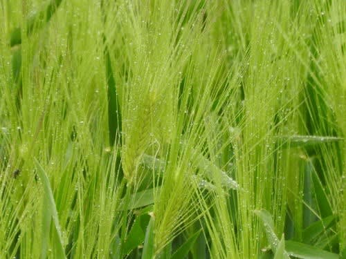 雨に濡れる麦畑