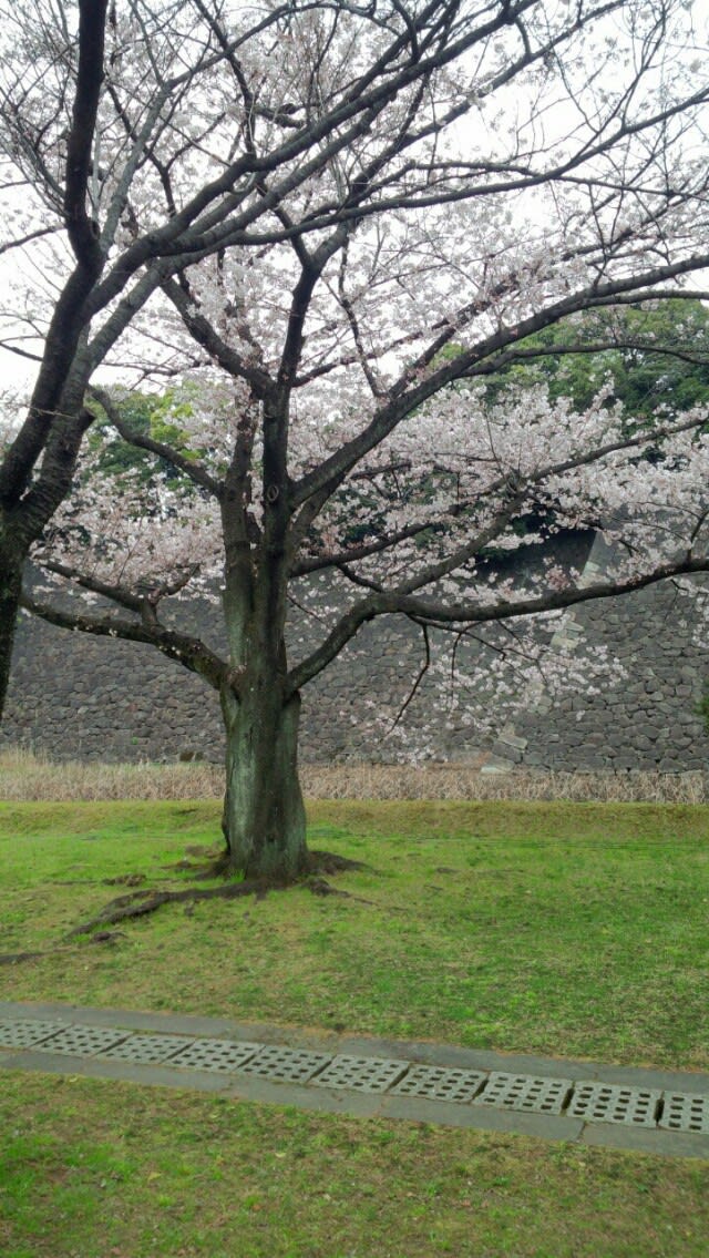 皇居乾通り春の一般公開 桜 画像11枚 Orionの首飾り 皇居乾通り春の一般公開 桜 画像11枚 Orionの首飾り