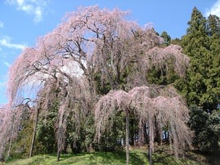 Yosigamoイラスト 岩代町 合戦場のしだれ桜 Yosigamo Sakura の いけ花ガーデニング 緑 風 陽 と 花イラスト