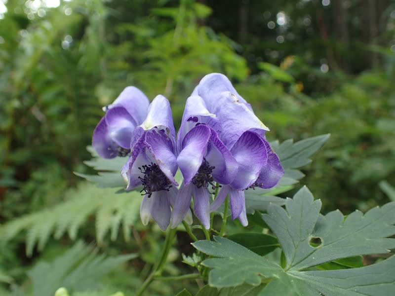 ヤマトリカブト この花も変わっています 木曽now2