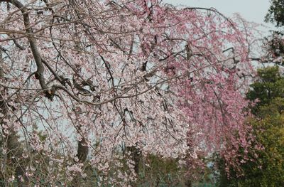 さいたま市桜区の大久保浄水場周辺では シダレザクラが咲いています ヒトリシズカのつぶやき特論