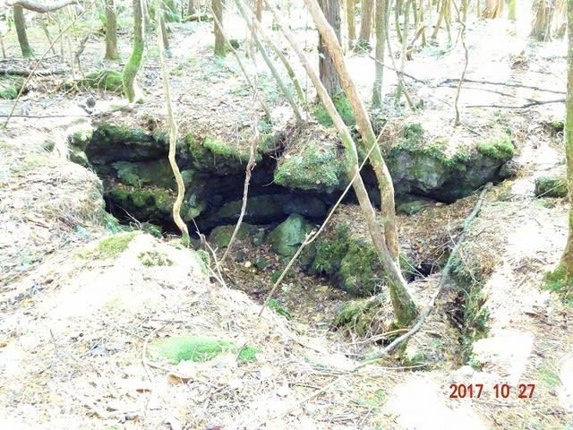 好天に恵まれて 青木ヶ原樹海周遊 ウマさんの気ままな行動日記 その2 好天に恵まれて 青木ヶ原樹海周遊 ウマさんの気ままな行動日記 その2