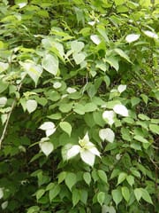５月の山行 ３ 白い葉っぱの木 益田森林 林業普及情報