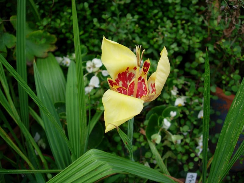 チグリジア開花 Tokotoko花日記