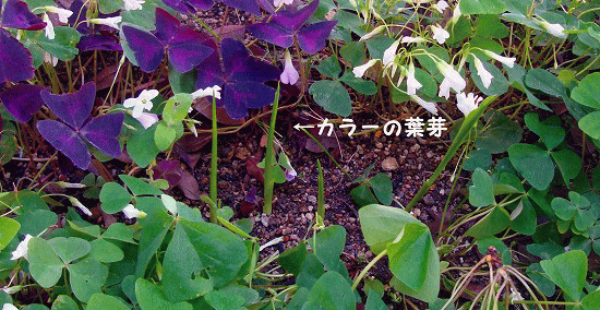 小庭の除草作業 健康自由メモ 高齢者の健康メモ 小庭の除草作業 健康自由メモ 高齢者の健康メモ