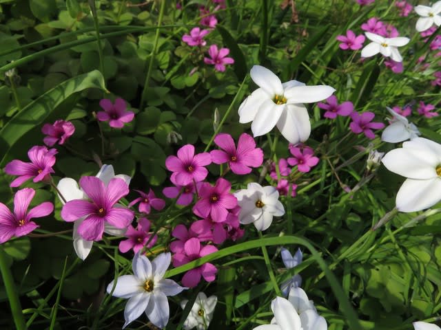 カタバミの園芸種のピンクの オキザリス 049 野の花 庭の花