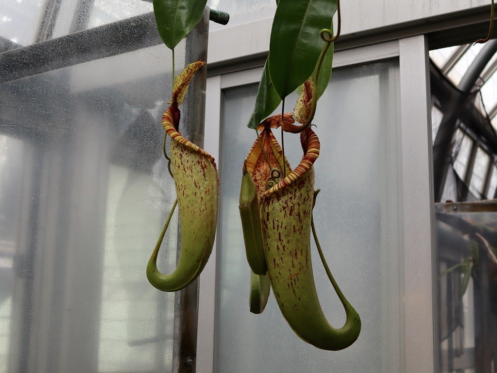 食肉の植物は実在した 夢の島熱帯植物館で 食虫植物と熱帯のいきものたち展 を見ました 半谷範一の オレは大したことない奴 日記