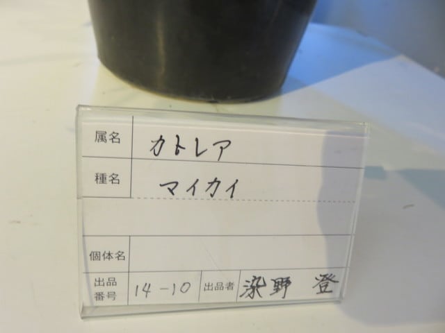 ブラソカトレア・マイカイ　’マユミ’