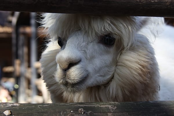 白いアルパカが仲間入りしました Marigold Sky