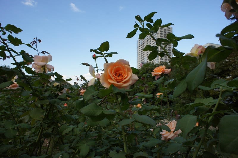 晩秋の靱バラ園と紀貫之のバラの和歌 ｒｏｓｓさんの大阪ハクナマタタ