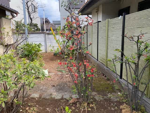 可愛いボケの花 新宿植木屋鈴木商店 練馬区造園 中野区造園 杉並区造園 新宿の植木屋 鈴木商店のブログ 可愛いボケの花 新宿植木屋鈴木商店 練馬区造園 中野区造園 杉並区造園 新宿の植木屋 鈴木商店のブログ