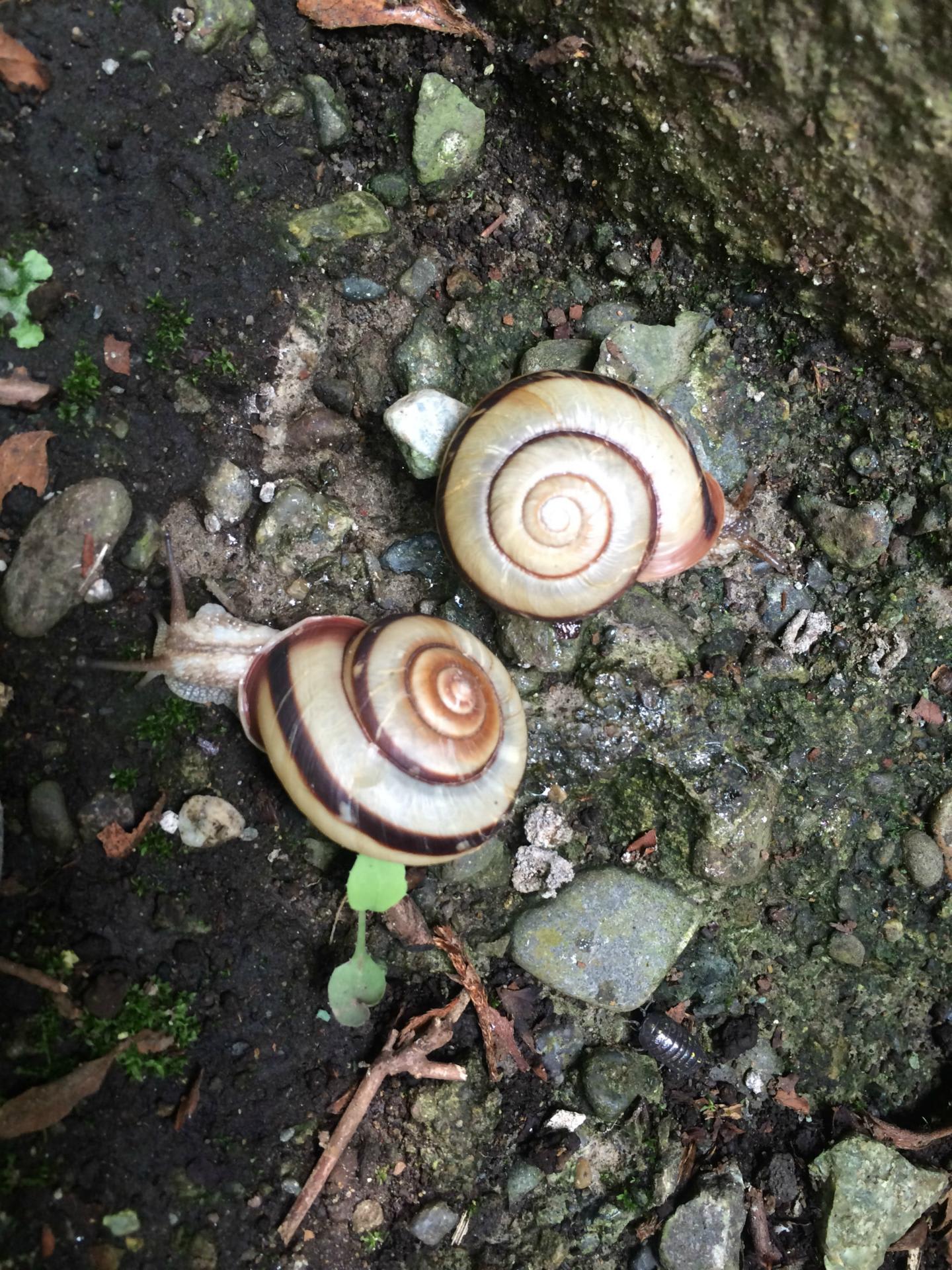 カタツムリの後尾 ちょっとグロい りうりう日報 カタツムリの後尾 ちょっとグロい りうりう日報