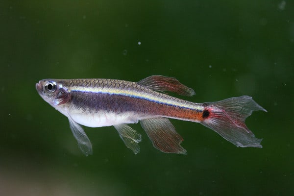 繁殖 アカヒレ ゴールデンアカヒレは飼いやすい魚？特徴と小型水槽での飼い方