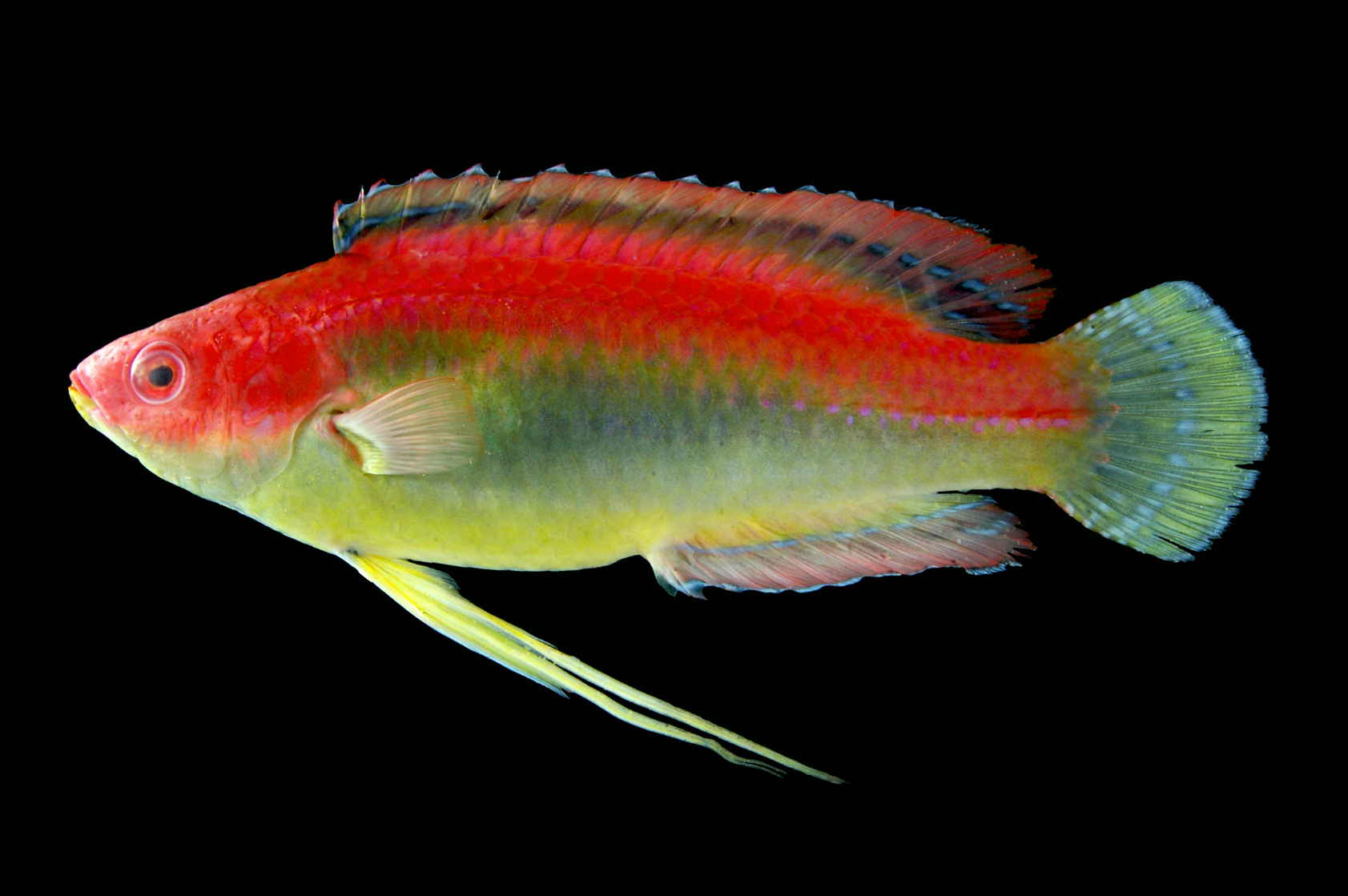 お魚三昧生活 51ページ目 お魚三昧生活 51ページ目