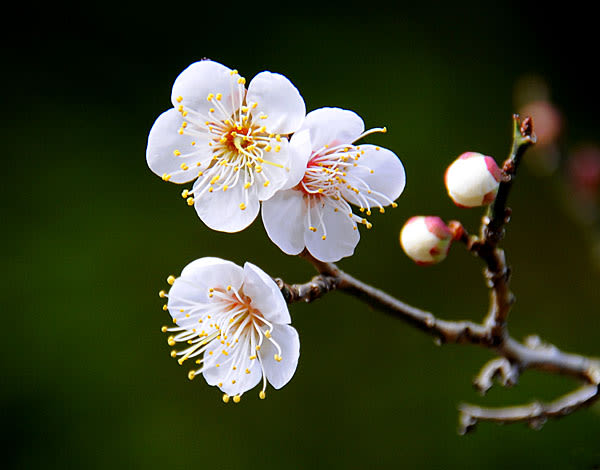 春慶塗り × 梅の花 春慶塗り × 梅の花