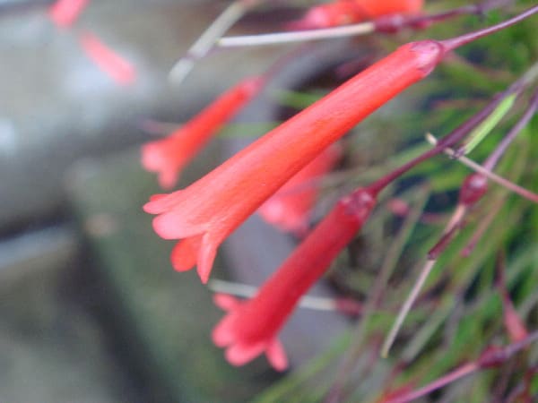 赤い花 ハナチョウジ 花 Hana