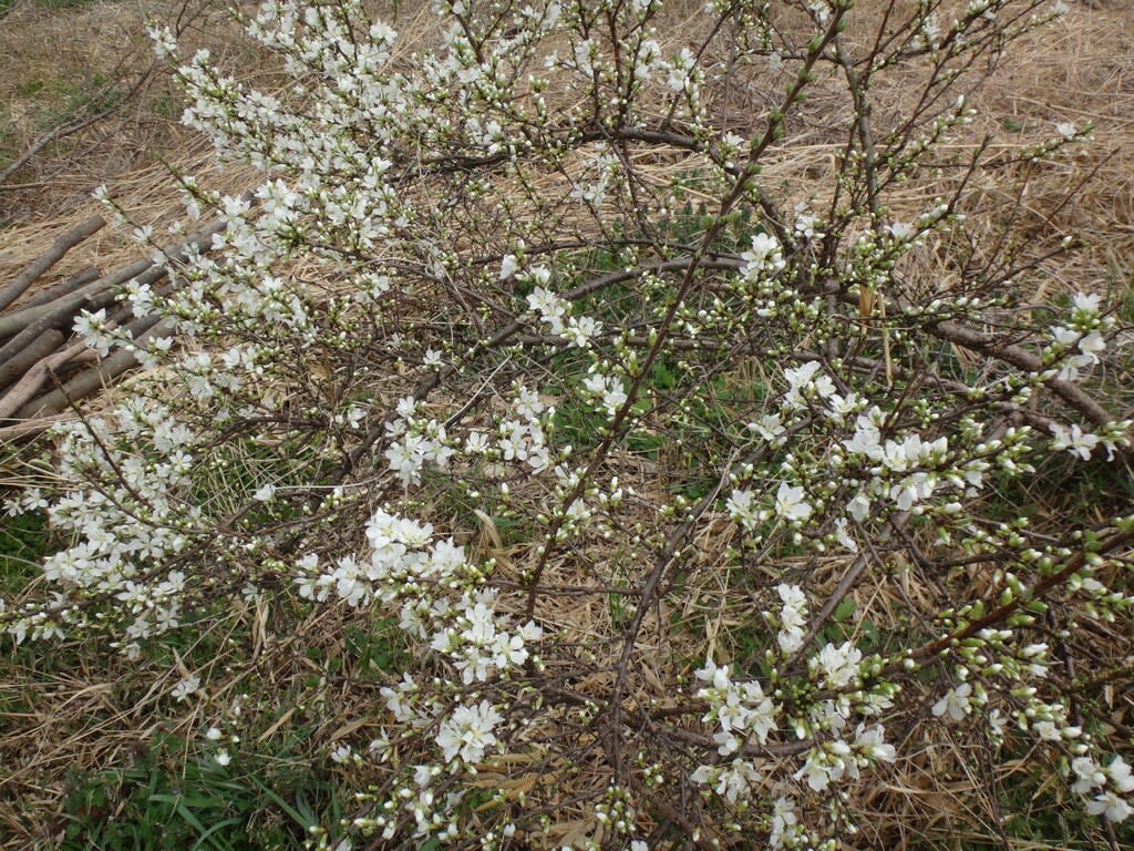 2021/03/25ユスラウメの花 ユスラウメの花