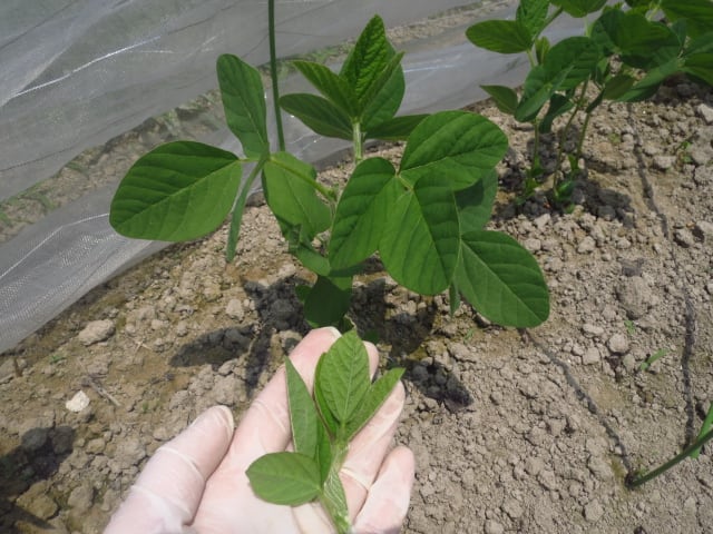 枝豆の摘心と土寄せ 大好き 野菜の時間