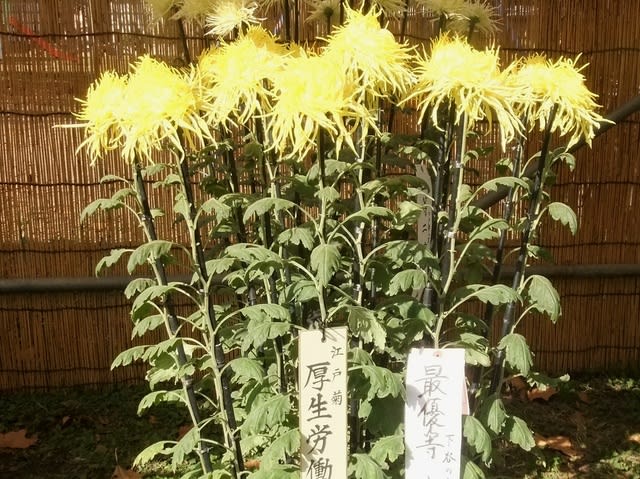 エドギク　江戸菊　