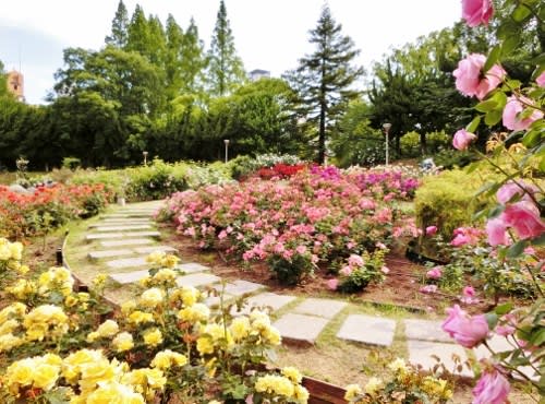 出勤前に靭公園のバラ園へ お茶会めぐり 日々旅好日 出勤前に靭公園のバラ園へ お茶会めぐり 日々旅好日