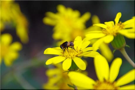 ツワブキの花 昆虫