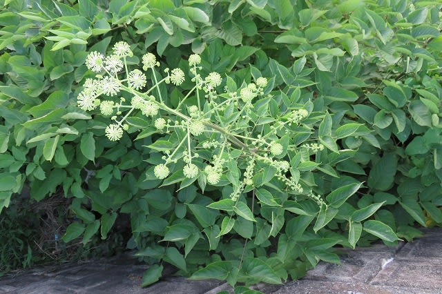 ウドの花 四季折々