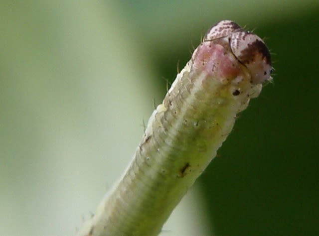 フタナミトビヒメシャク幼虫