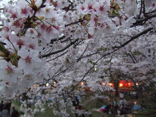 満開の桜の下では花見の団体も沢山