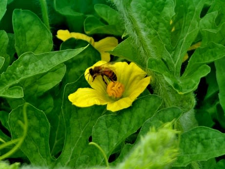 自然受粉したスイカ ミツバチ様が仲人だった 紀州 有田で田舎暮らし