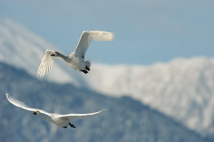 白鳥の飛翔