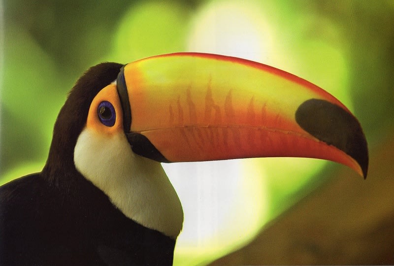 南米三大絶景の旅 ３ イグアス国立公園の鳥 動画入り めいすいの写真日記