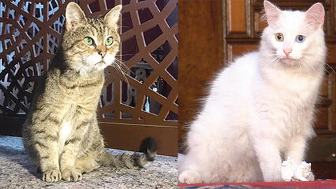 アヤソフィアの有名な猫グリちゃんに仲間ができた トルコのトピックス
