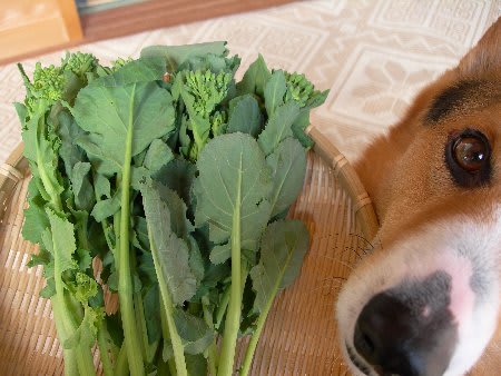 あすっこ 犬と歩けば