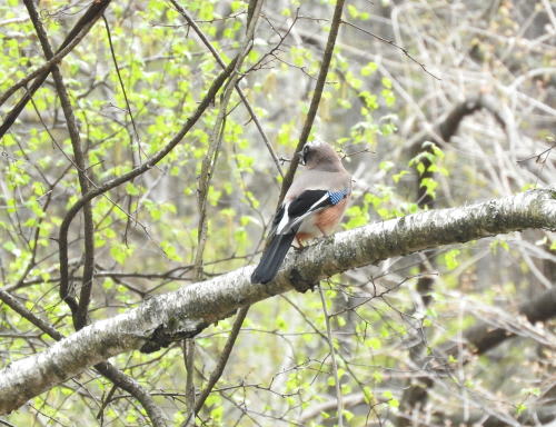 カケス（懸巣）　カラス科　カケス属　学名　:　Garrulus glandarius