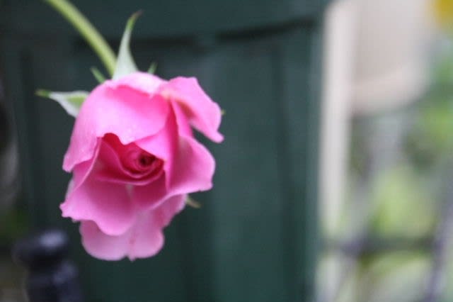 * m's small garden * <milky-mamaの小さな庭>