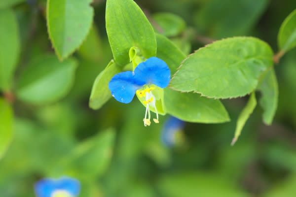 ツユクサ 道端に映える鮮やかな青い花は7月6日の誕生花 Aiグッチ のつぶやき