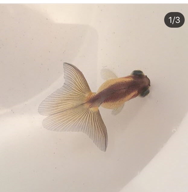 蝶尾稚魚 ジョニーの日記 蝶尾稚魚 ジョニーの日記