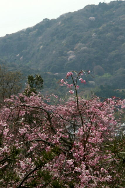 幸田の桜の画像