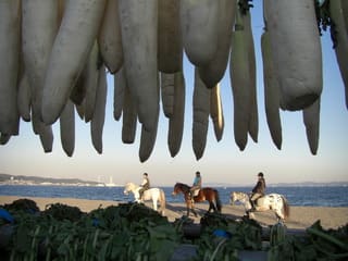 クリエ三浦海岸ホーストレッキングファーム どきどき ときどき乗馬日記