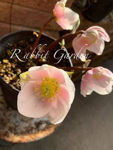 クリスマスローズ ニゲルピンク ローダンセマム アプリコットジャム ようこそ Rabbit Garden Mamin S House クリスマスローズ ニゲルピンク ローダンセマム アプリコットジャム ようこそ Rabbit Garden Mamin S House