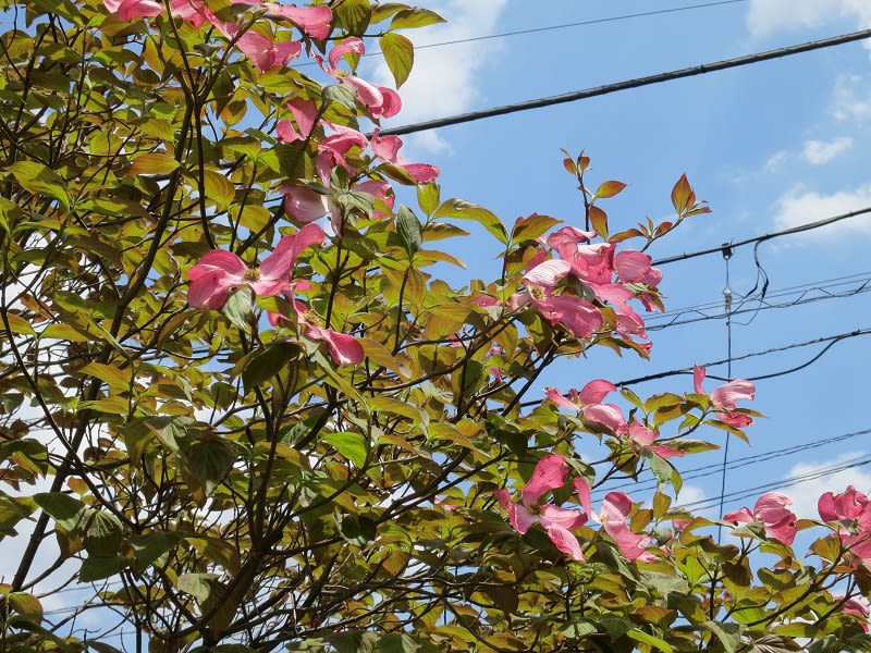 間に合いました　3:40 pmの画像