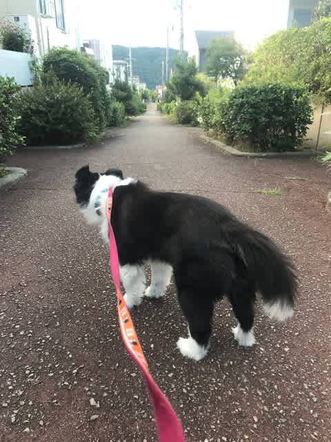ボーダーw ダブル 中年ワンコとまったりな一日