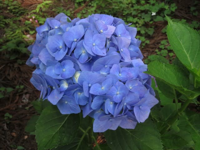 梅雨の時期に海の青を思わせる花が咲くマリンブルー 野の花 庭の花